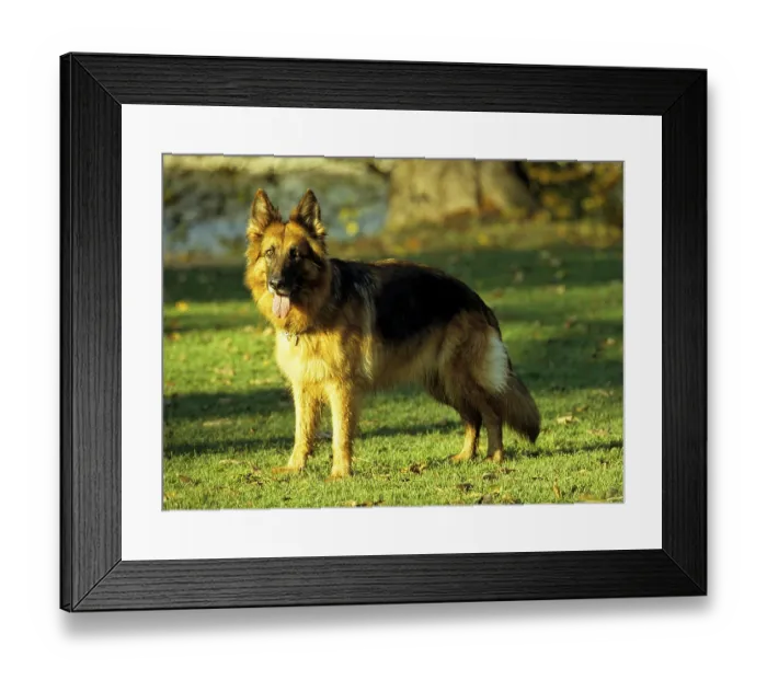 Framed Print : German Shepherd Dog, FCI, Standard No. 166 Framed Print : German Shepherd Dog, FCI, Standard No. 166