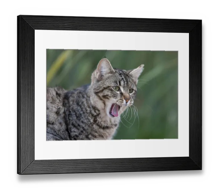 Framed Print : Felidae (Felis silvestris catus)