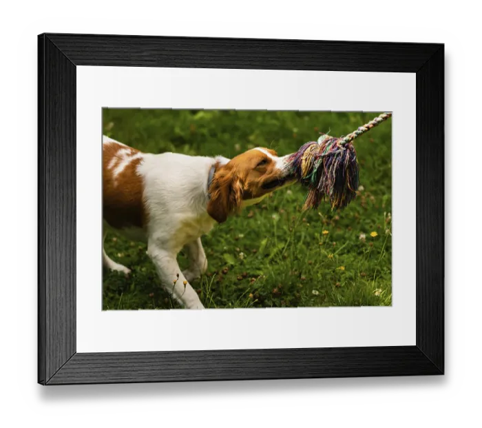 Framed Print : Brittany dog puppy playing outside tug of war