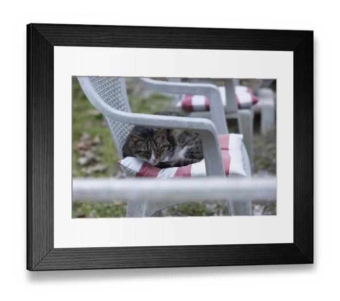 Framed Print : Cat on a garden chair at a campsite