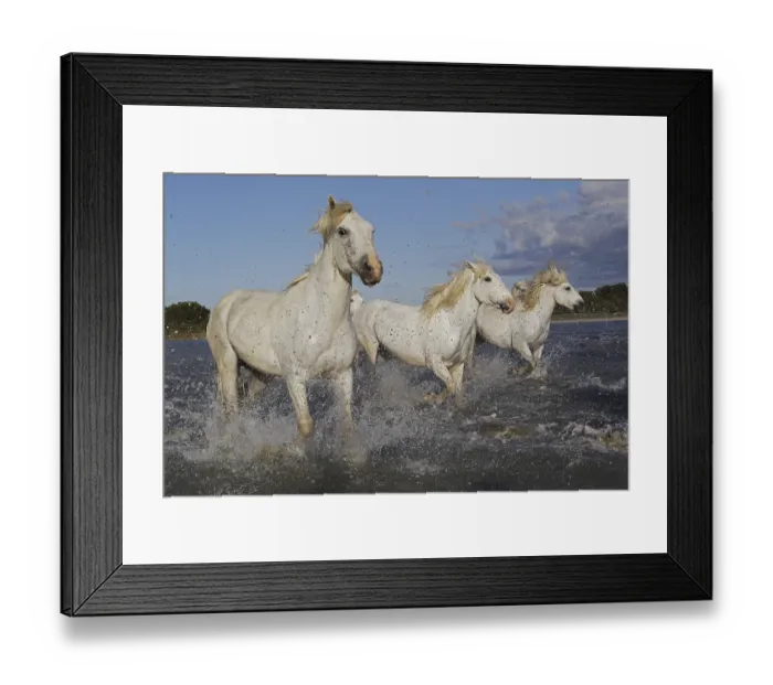 Framed Print : Camargue Horse, Group Galloping through Swamp