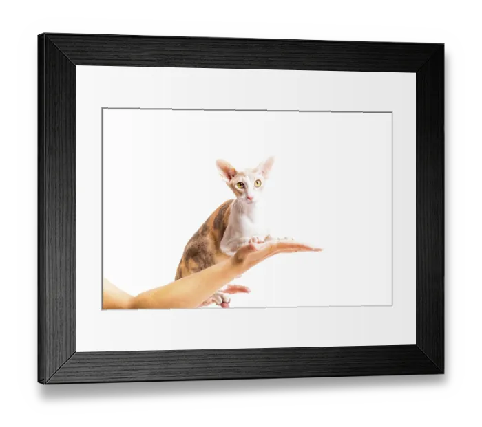 Framed Print : Cornish rex cat persons hand isolated white background Framed Print : Cornish rex cat persons hand isolated white background