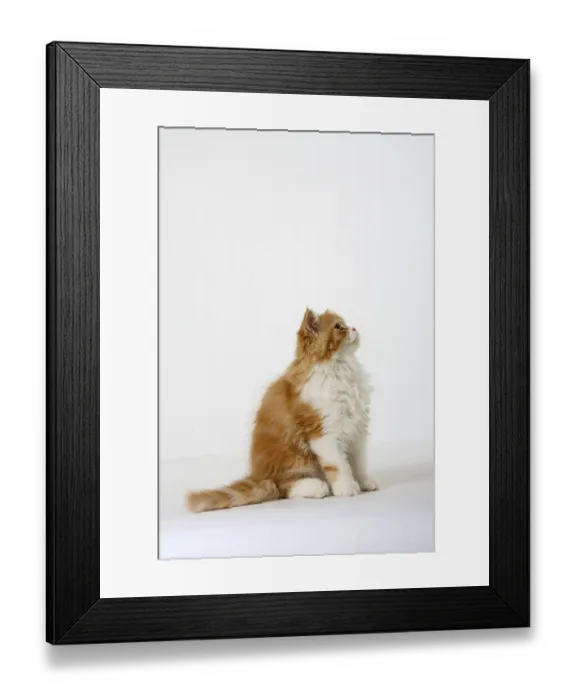 Framed Print : Persian cat, kitten