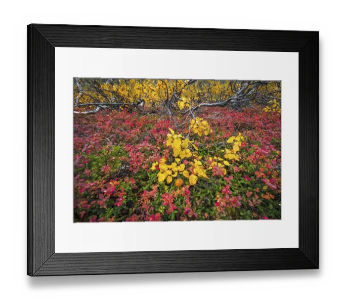 Framed Print : Autumnally discolored vegetation Framed Print : Autumnally discolored vegetation