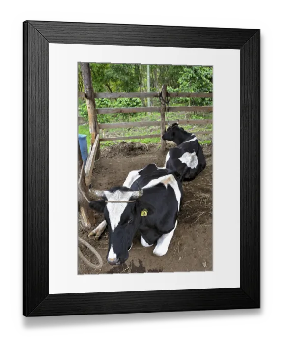 Framed Print : Cows behind gates, Monteverde, Alajuela province Framed Print : Cows behind gates, Monteverde, Alajuela province