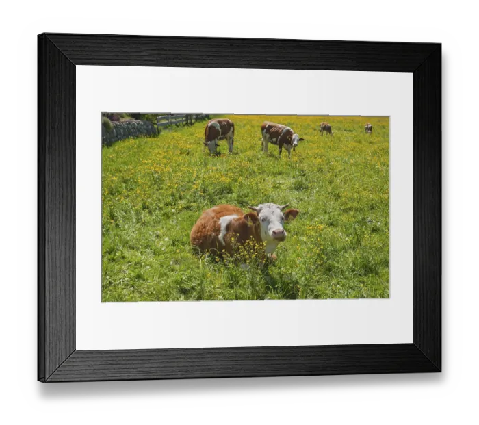 Framed Print : Simmental cattle on pasture, spring meadow with yellow buttercups Framed Print : Simmental cattle on pasture, spring meadow with yellow buttercups