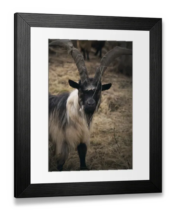 Framed Print : Mountain goat Framed Print : Mountain goat