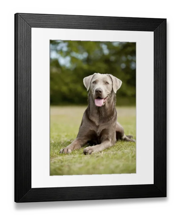 Framed Print : Labrador Retriever, lying