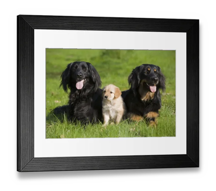 Framed Print : Hovawart dogs and a puppy Framed Print : Hovawart dogs and a puppy