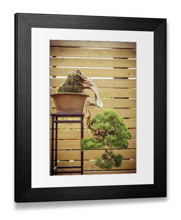 Framed Print : Old bonsai tree in a flower pot grows downwards
