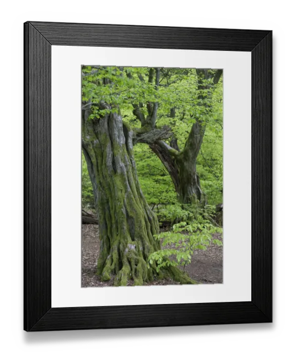 Framed Print : European hornbeam (Carpinus betulus) in the primeval forest Sababurg