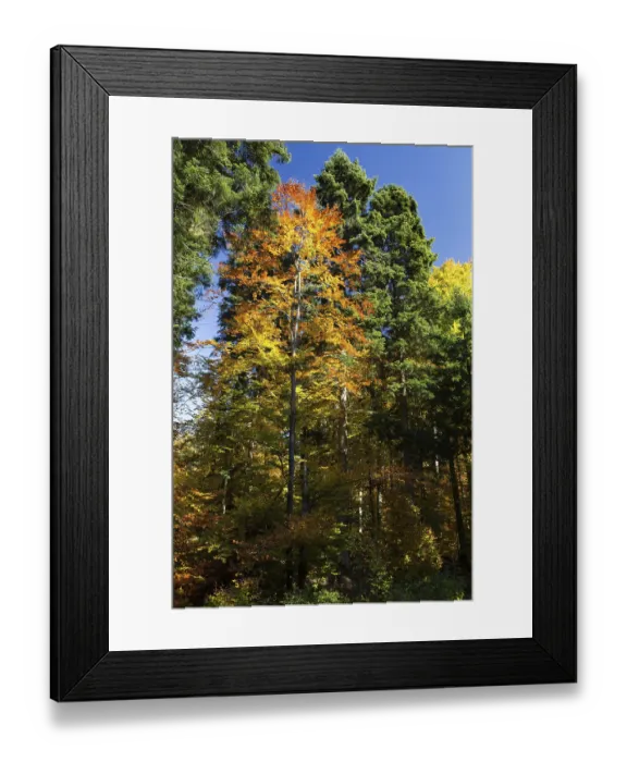 Framed Print : Beech forest, Ludwigshain, Bavaria, Germany