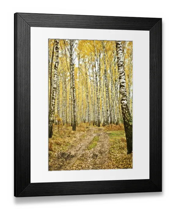 Framed Print : Birch forest Framed Print : Birch forest