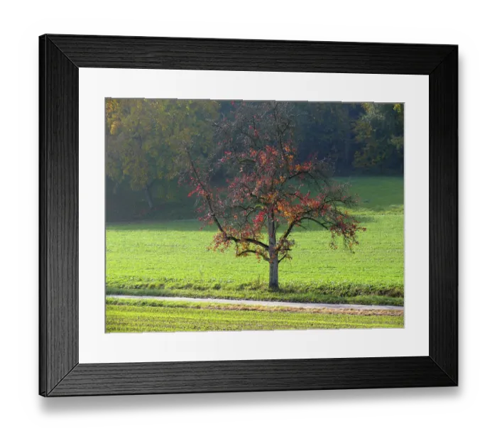 Framed Print : Pear tree in autumn, Kraichgau Framed Print : Pear tree in autumn, Kraichgau