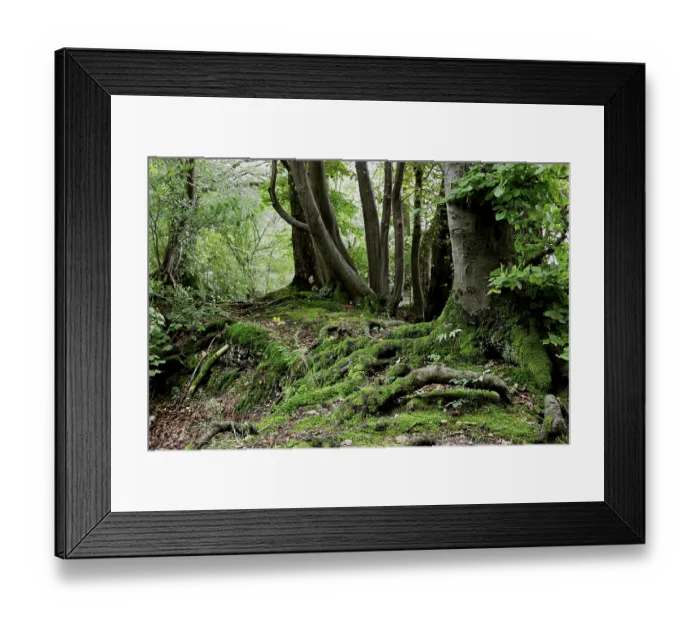 Framed Print : Rooted Framed Print : Rooted
