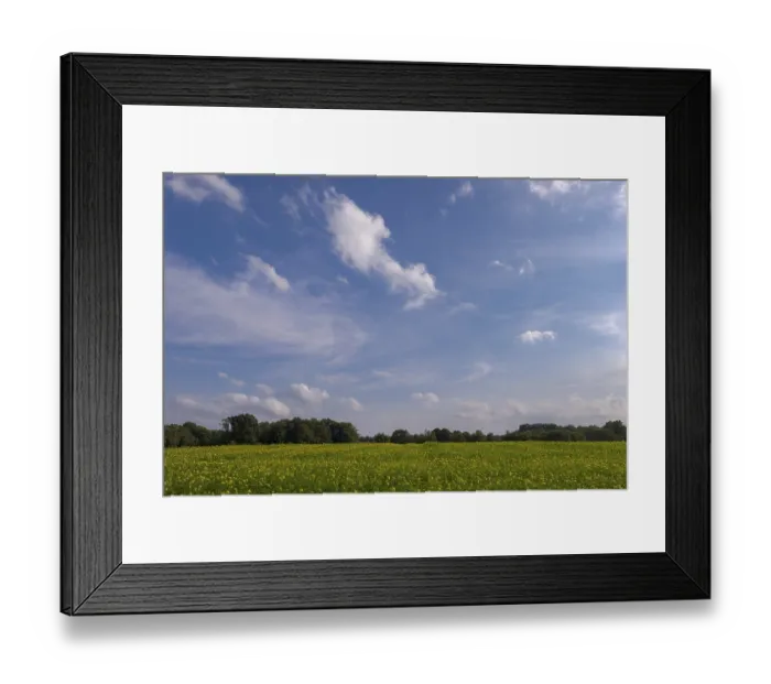 Framed Print : Black mustard (Brassica nigra)