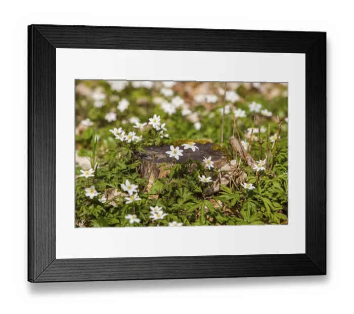 Framed Print : Spring in the forest flowering anemone carpet Framed Print : Spring in the forest flowering anemone carpet