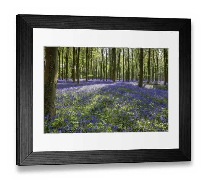 Framed Print : Bluebells in Wepham Wood Framed Print : Bluebells in Wepham Wood