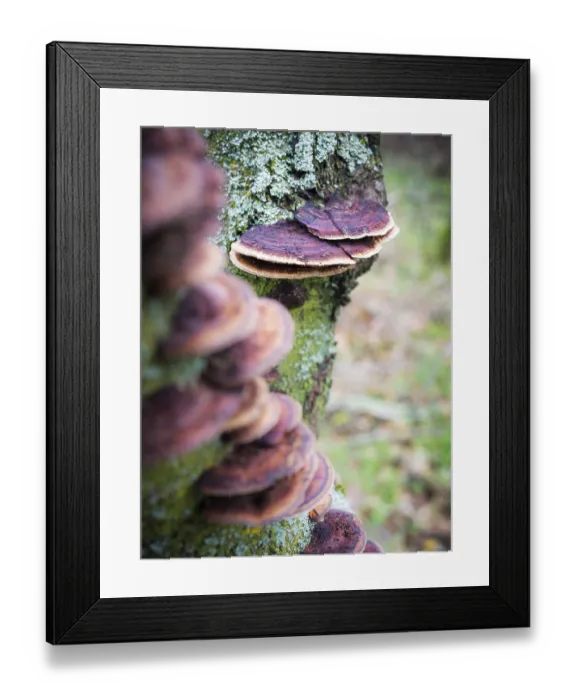 Framed Print : Mushroom on a tree trunk in te forest