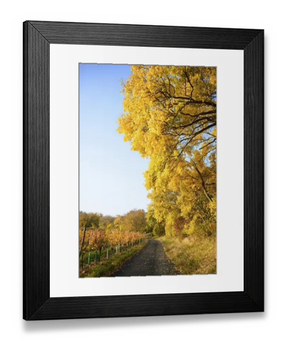 Framed Print : Golden Autumn forest landscape with big vibrant trees