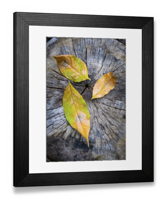 Framed Print : Green, orange and yellow maple leaf on a cut trunk Framed Print : Green, orange and yellow maple leaf on a cut trunk