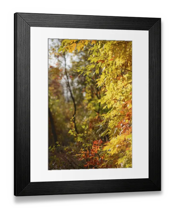 Framed Print : Yellow and red Rowan leaves in the autumn forest
