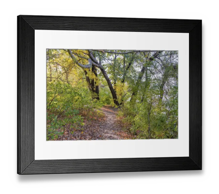 Framed Print : Autumn forest path between maple and poplar trees in a sunny day