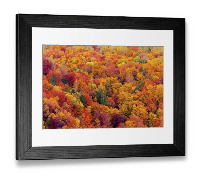 Framed Print : Full frame of beautiful variegated autumn foliage of mixed forest in late October Framed Print : Full frame of beautiful variegated autumn foliage of mixed forest in late October