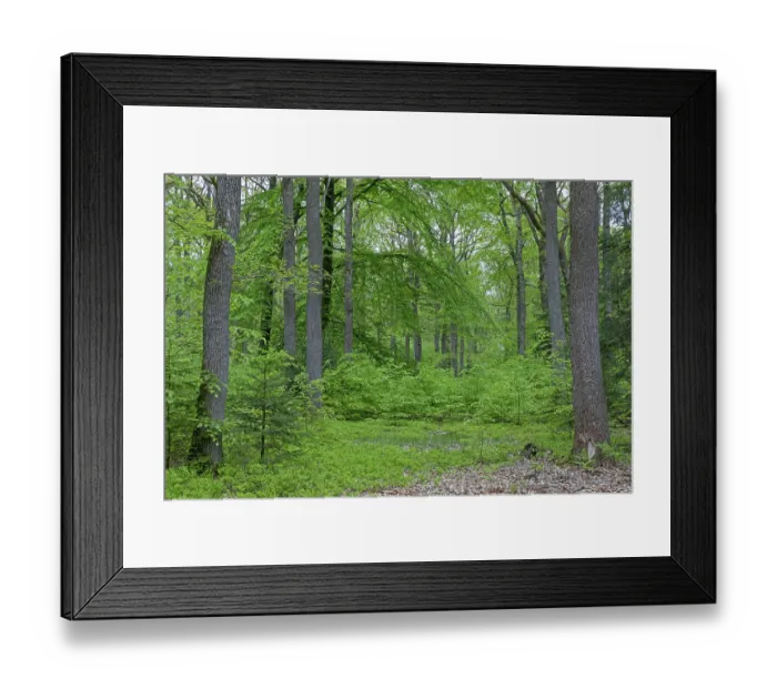 Framed Print : Oak, beech mixed forest in springtime (Quercus robur) (Fagus sylvatica)