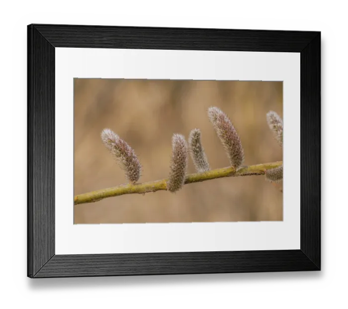 Framed Print : Closeup of rose-gold Pussy Willow (Salix gracilistyla) seedpod on a branch