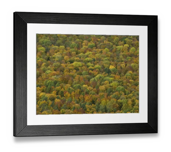 Framed Print : Autumn forest on the Bassgeige
