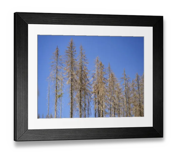 Framed Print : Dead, dead spruces (Picea), tree death near Goslar