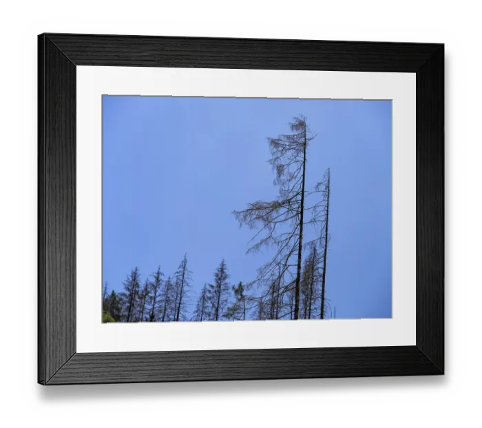 Framed Print : Dead, dead spruces (Picea), tree death near Goslar Framed Print : Dead, dead spruces (Picea), tree death near Goslar