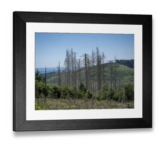 Framed Print : Dead, dead spruces (Picea), tree death