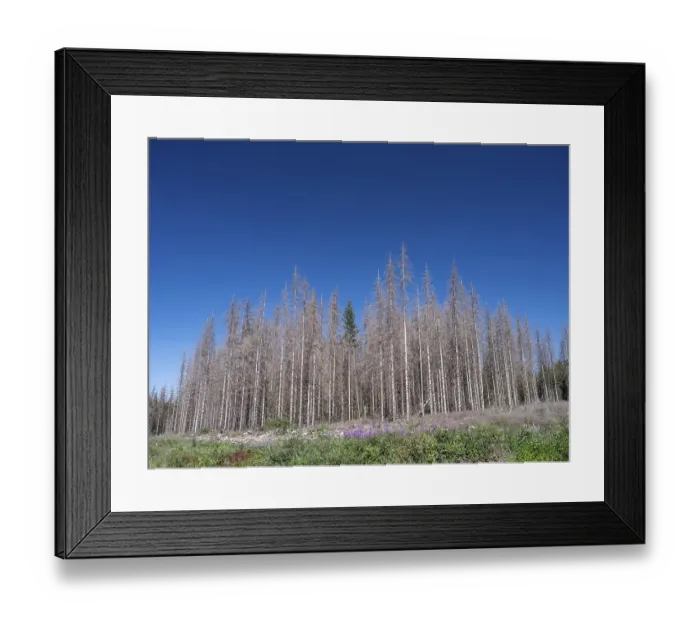 Framed Print : Dead, dead spruces (Picea), tree death