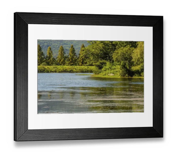 Framed Print : A peaceful lake scene with tree reflections and abundant greenery Framed Print : A peaceful lake scene with tree reflections and abundant greenery