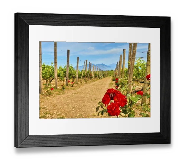 Framed Print : Beautiful landscape with rows of vines