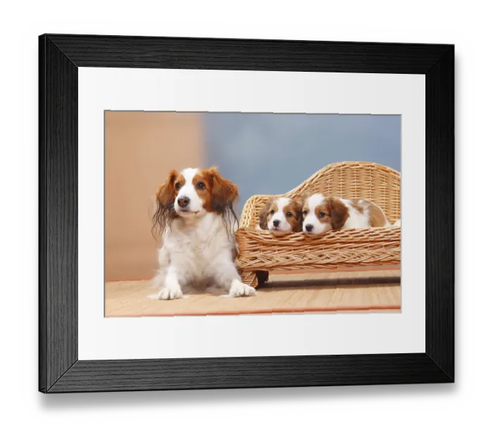 Framed Print : Kooikerhondje, bitch with puppies