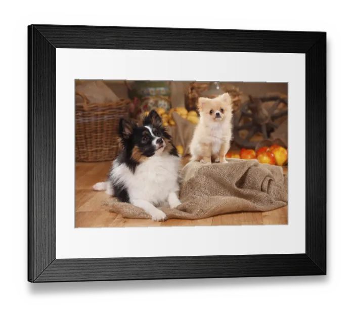 Framed Print : Mixed breed dog with puppy, 12 weeks (Spitz cross)