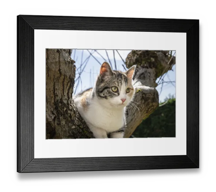 Framed Print : Gray, white and orange cat on a oak tree on sunny day Framed Print : Gray, white and orange cat on a oak tree on sunny day