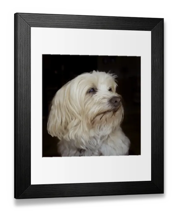 Framed Print : Portrait of a 10 year old Havanese bitch