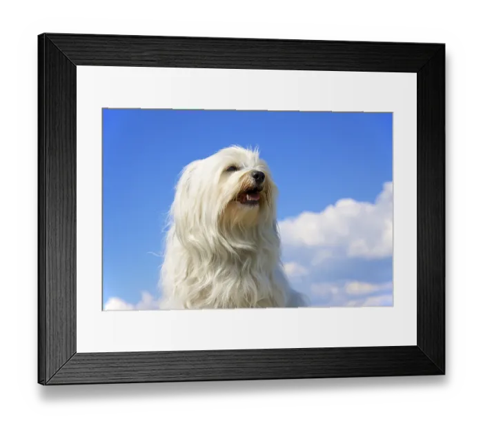 Framed Print : Pedigree dog, Havanese sits proudly in front of a blue sky with a few clouds in the background