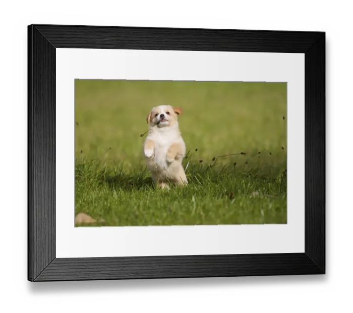 Framed Print : A small 7-week-old mixed breed puppy playing in a meadow Framed Print : A small 7-week-old mixed breed puppy playing in a meadow