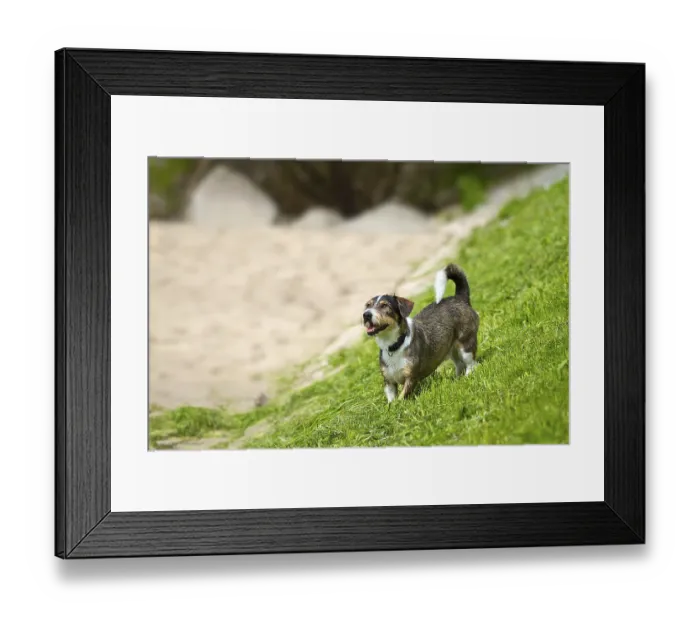 Framed Print : A terrier mixed-breed stands on a slope and looks upwards Framed Print : A terrier mixed-breed stands on a slope and looks upwards