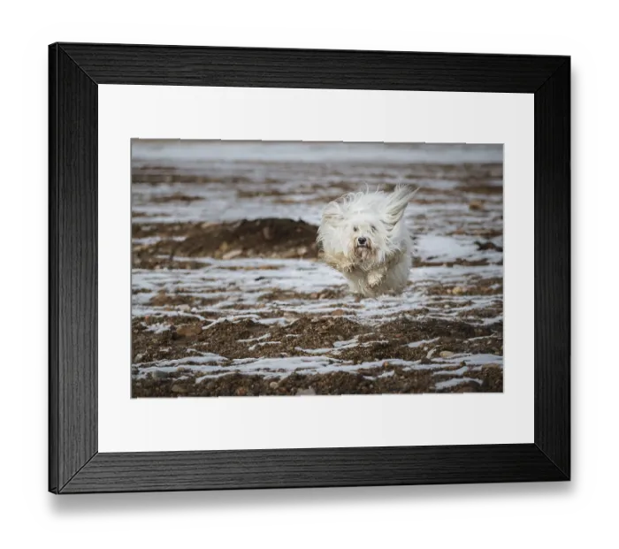 Framed Print : Small white Havanese defies gravity Framed Print : Small white Havanese defies gravity