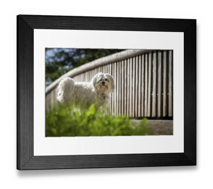 Framed Print : White Havanese standing in front of a bridge Framed Print : White Havanese standing in front of a bridge