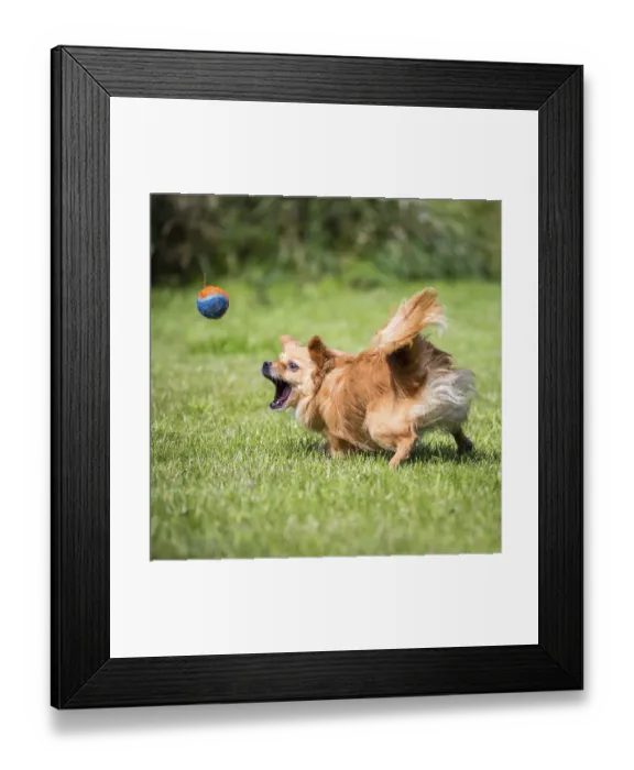 Framed Print : Small brown dog chases after a tennis ball Framed Print : Small brown dog chases after a tennis ball