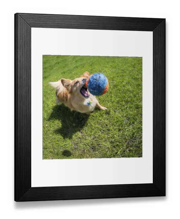 Framed Print : Small brown dog playing with a tennis ball Framed Print : Small brown dog playing with a tennis ball