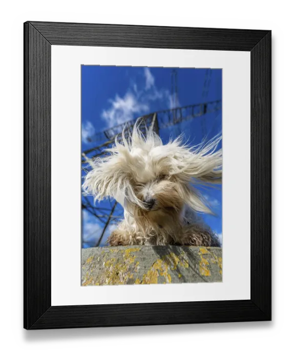Framed Print : Small white Havanese sits on the base of an overhead power line and looks down