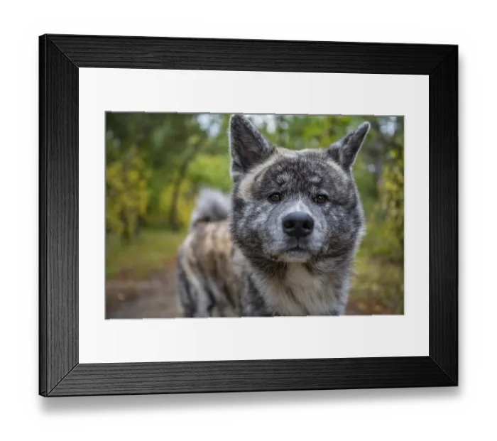 Framed Print : Close-up tired akita inu dog with gray fur in the forest